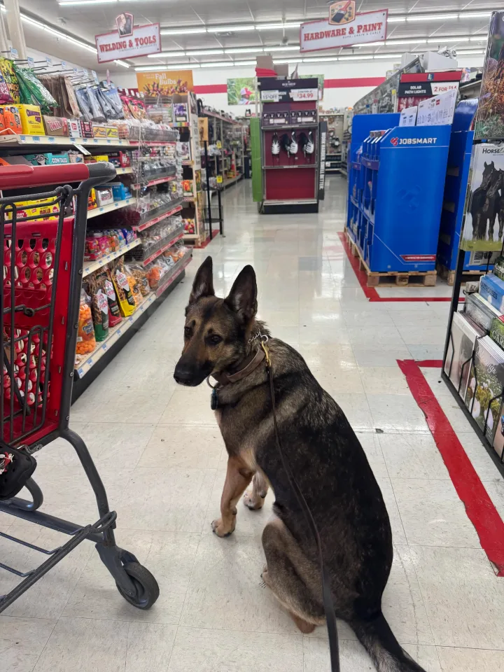 Brittanys K9 Training - photo 99 of 146