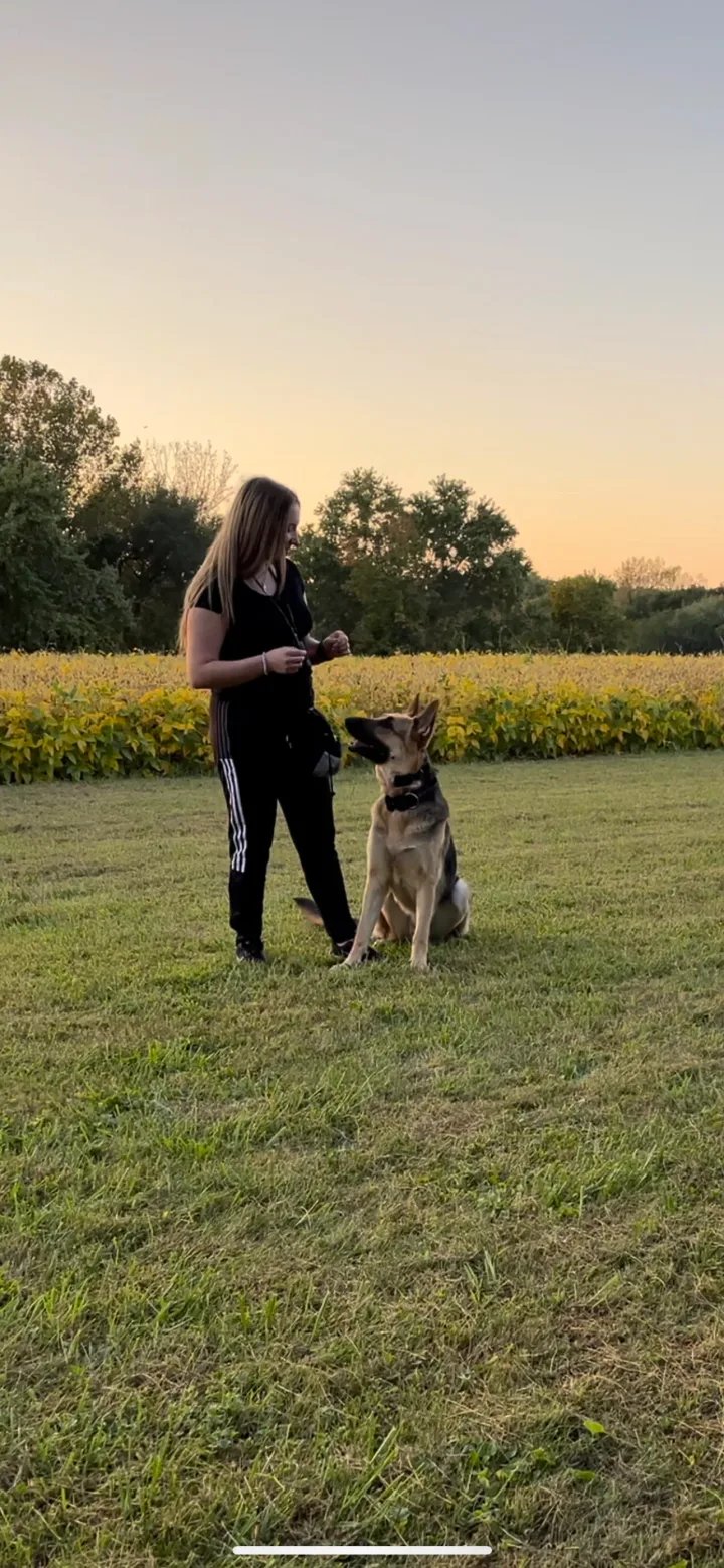 Brittanys K9 Training - photo 105 of 146