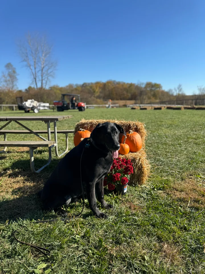 Brittanys K9 Training - photo 107 of 146