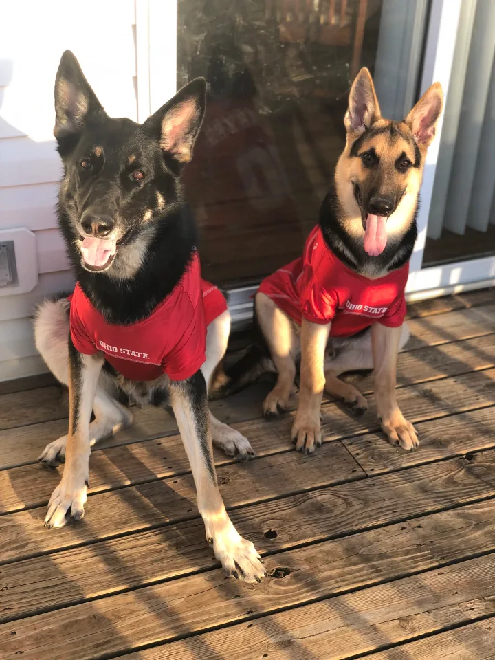 Brittanys K9 Training - photo 108 of 146