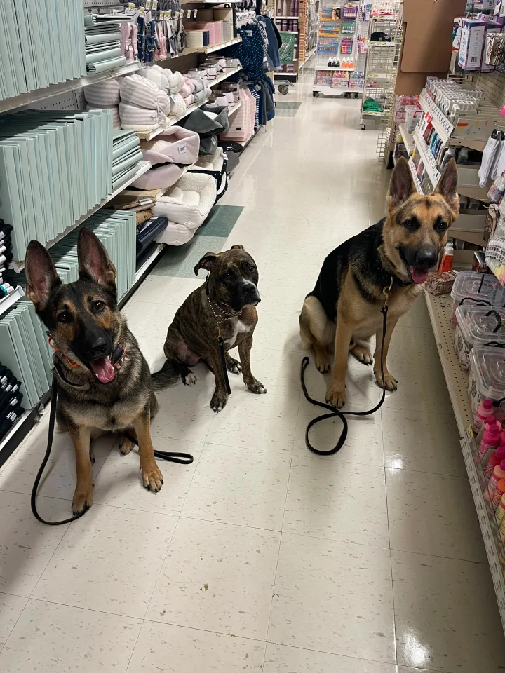 Brittanys K9 Training - photo 111 of 146