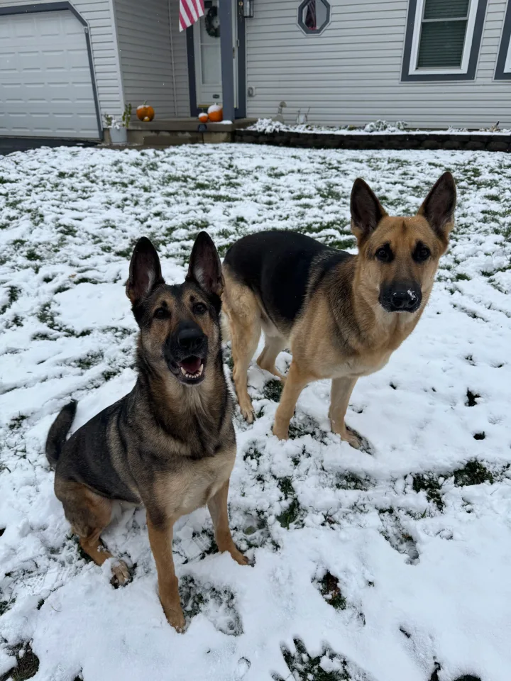 Brittanys K9 Training - photo 112 of 146