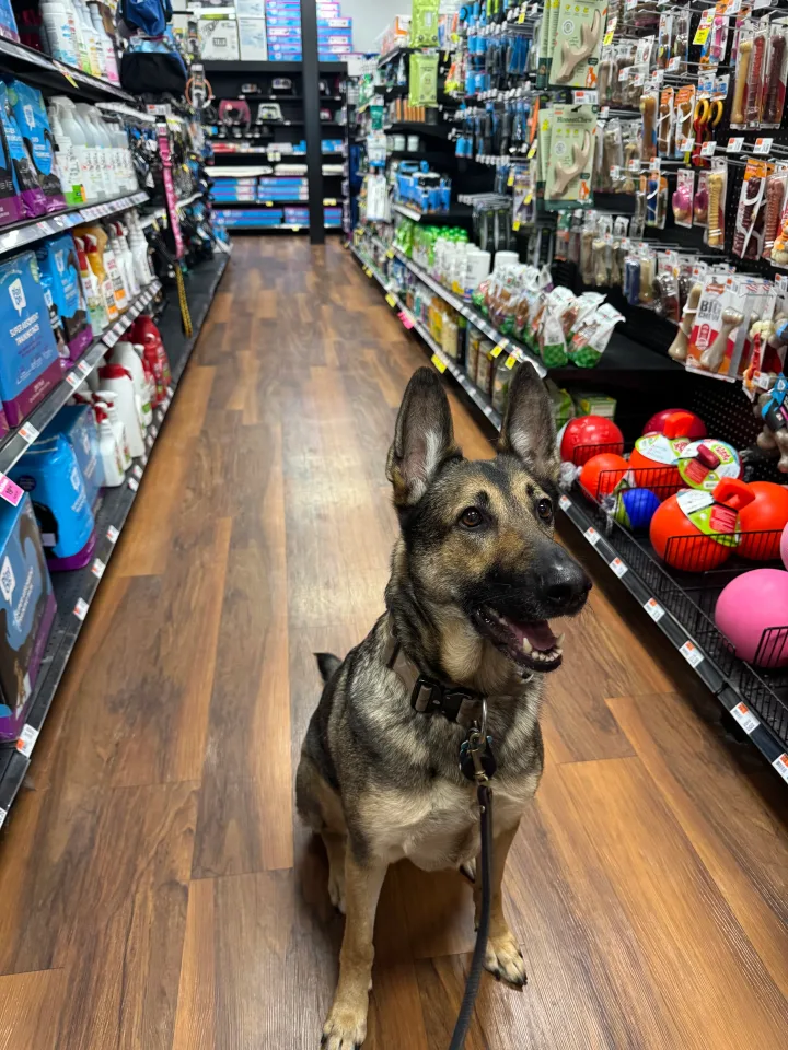 Brittanys K9 Training - photo 114 of 146