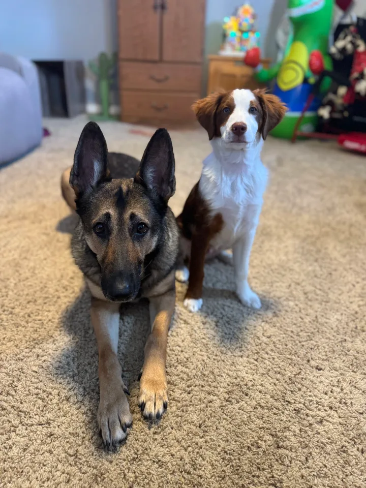 Brittanys K9 Training - photo 121 of 146