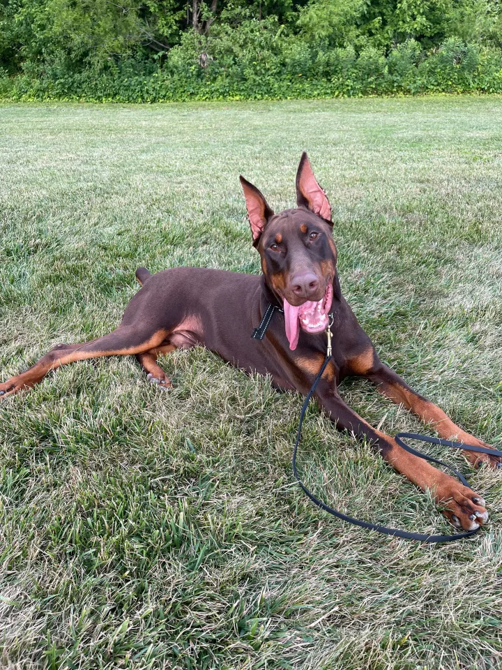 Brittanys K9 Training - photo 124 of 146