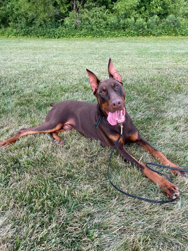 Brittanys K9 Training - photo 125 of 146
