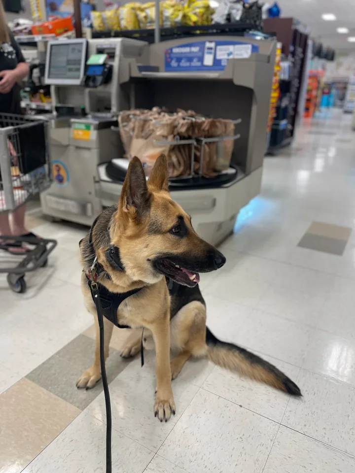 Brittanys K9 Training - photo 126 of 146