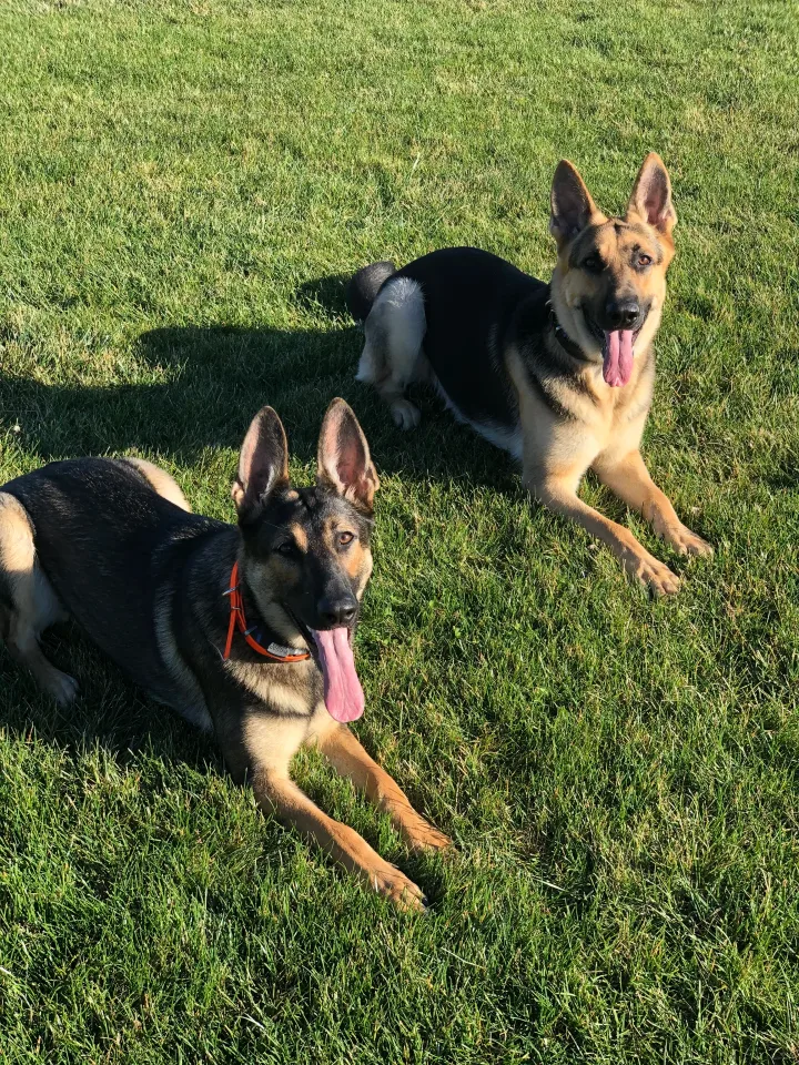 Brittanys K9 Training - photo 127 of 146