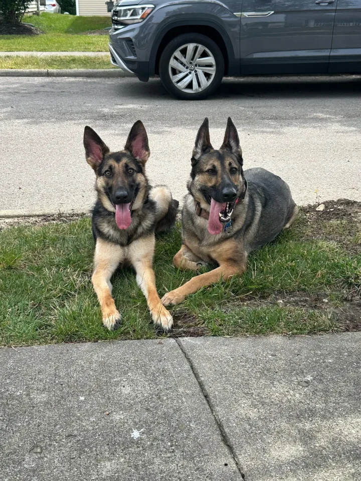 Brittanys K9 Training - photo 128 of 146