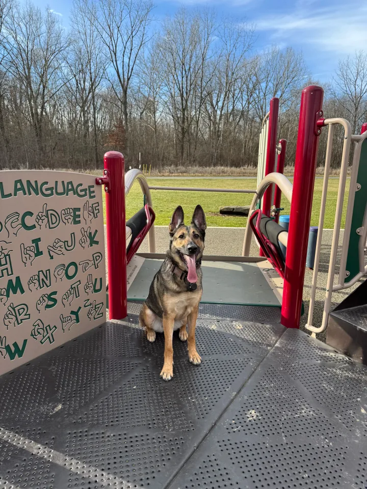 Brittanys K9 Training - photo 129 of 146