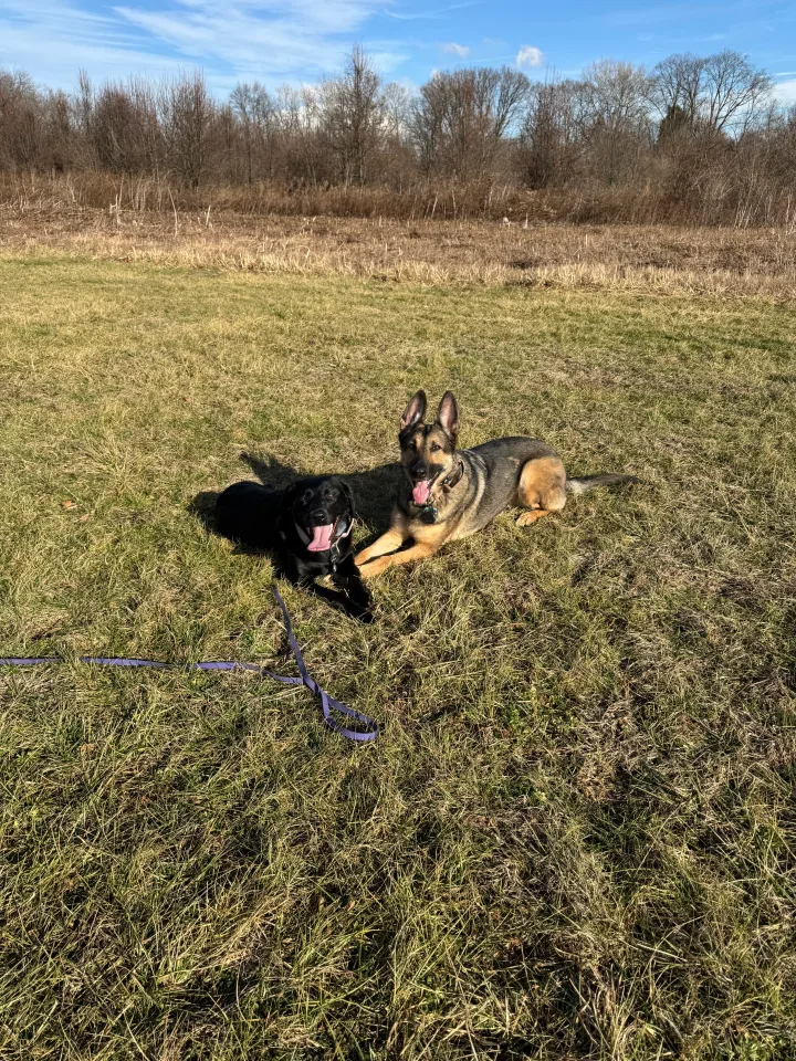 Brittanys K9 Training - photo 131 of 146