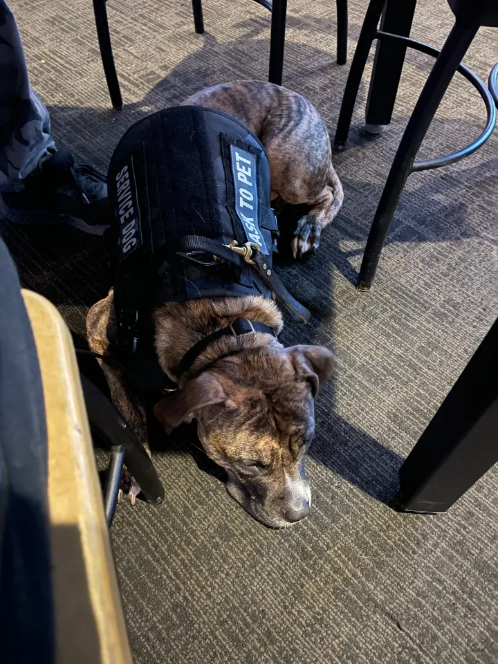 Brittanys K9 Training - photo 133 of 146