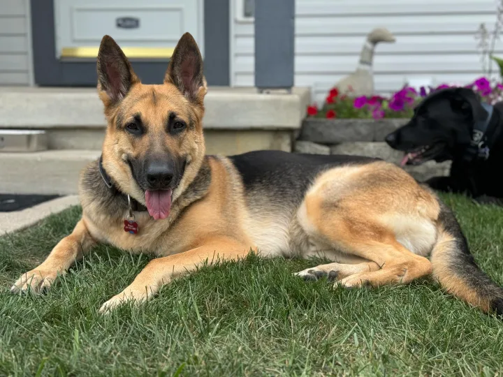 Brittanys K9 Training - photo 134 of 146