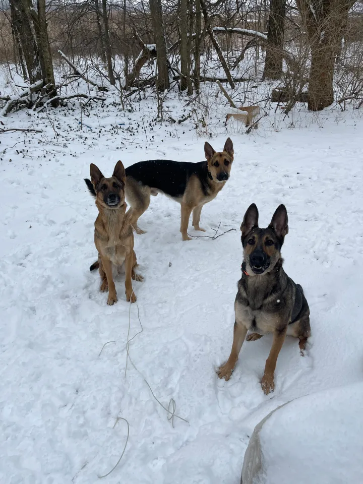 Brittanys K9 Training - photo 142 of 146