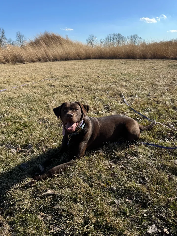 Brittanys K9 Training - photo 144 of 146